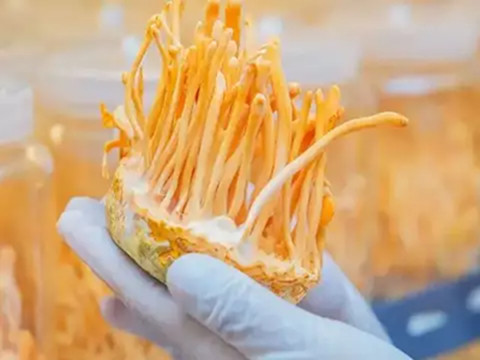 Cordycepin aus Cordyceps militaris: Präzisions-Bioaktivität für moderne Gesundheitslösungen