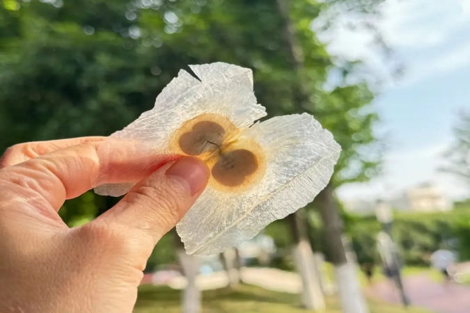 Premium Oroxylin A (CAS 480-11-5) – Hohe Reinheit, stabile Versorgung, weltweiter Versand